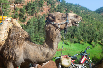 Front of a camel with green landscape and moped in background. Modern motorized and traditional transport in Morocco
