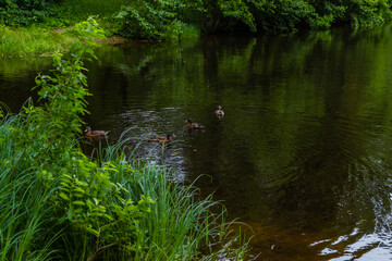 Ducks swim in pond with ripples among green high grass and trees in the forest. Quiet city park. Cloudy sky reflected in water with ripples. Summer scene