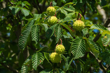Rosskastanienbaum mit Früchten © Eberhard Spaeth