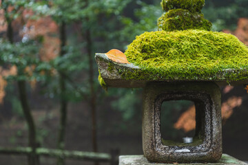 石上神宮 雨の中の苔むす石灯篭
