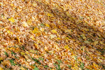 Bright fallen leaves of golden color on the autumn ground