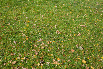 Bright fallen leaves of golden color on the autumn ground