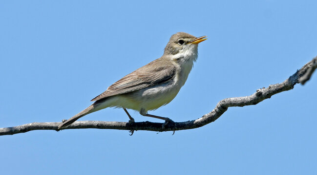 Eastern olivaceous warbler / Blasssp&ouml;tter (Iduna pallida) 