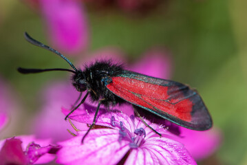 Close-up red black Zygaenidae or smoky moth on wild purple carnation's flower head