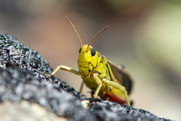 Close-up alpine colourful yellow, red, brown long-horned grasshopper or bush cricket on a gray stone