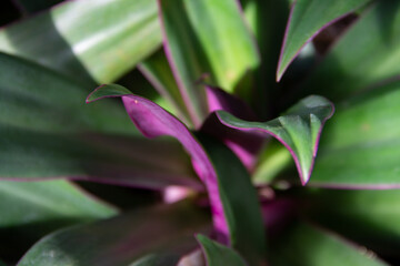 Obraz premium natural background of green and lilac leaves