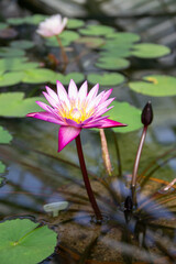 pink water Lily flower close up