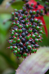 wild plant lakonos with fruits close - up