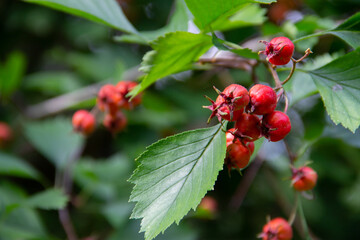 red berries of the hawthorn plant on a branch