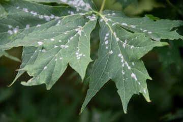 plant disease powdery mildew on the leaves