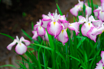 花菖蒲