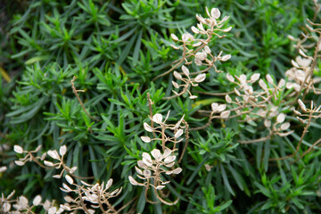 natural background of the leaves of the Euphorbia plant