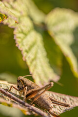  brown common bush insect sits well camouflaged on a brown leaf