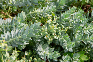 Fototapeta na wymiar natural background of green leaves of the Euphorbia plant