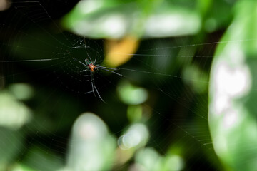 Spider on the filament in the morning