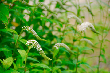 初夏の花