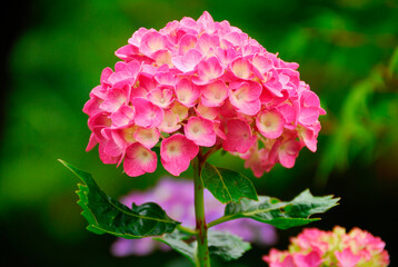 Fototapeta premium アジサイ