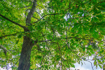 green leaves in the forest
