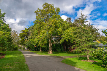 Fototapeta na wymiar Park walk with green foliage