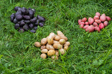 Harvested potato tubers lying on green grass.