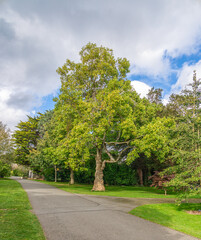 Park walk with green foliage