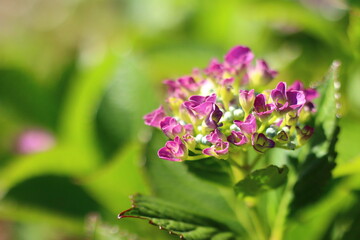 lila Blüte
