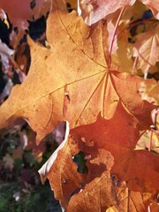 Autumn maple leaves. On a tree.