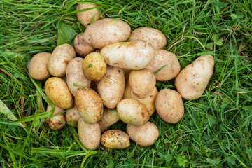 Harvested potato tubers lying on green grass.