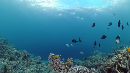 Underwater fish garden reef. Reef coral scene. Seascape under water. Panglao, Bohol, Philippines.