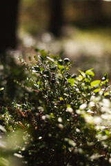 Bush of blueberries in the forest 