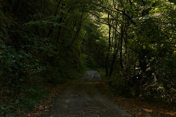 dirt road on a steep slope in a wooded mountainous area
