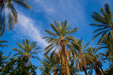 Fototapeta na wymiar Date palm trees against blue sky with white clouds