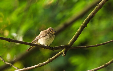 ptaki, muchołówka szara