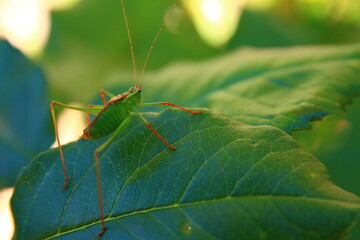 Grashüpfer auf einem Blatt