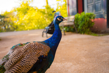 Naklejka premium A lovely blue peacock strolling through the city park