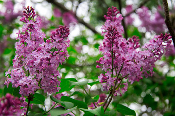 Blossom of violet and purple lilac flowers bush in spring