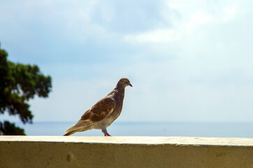 Dove standing against the sky and the sea