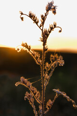 roślina sucha jesień niebo flora botanika © Piotr