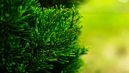 Green pine leaves in forest with blurred nature green background. - Christmas concept.