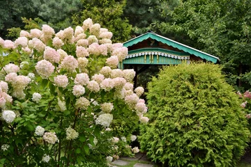 Foto auf Acrylglas Stunning lush bush of pink with white hydrangea on the background of the garden © Irina