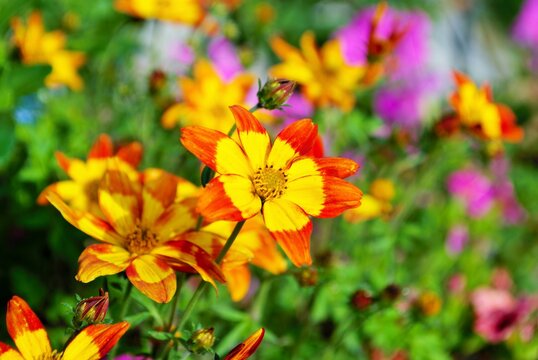 Blazing Fire bidens blooming in the garden yellow and orange pointed pedaled flower