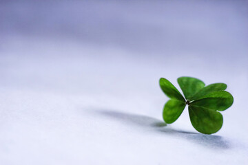 Shamrock on simple white and blue background. Template for design. Empty space for text.	
