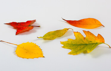 Beautiful Fall Foliage on a white background