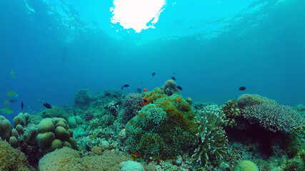 Tropical sea and coral reef. Underwater Fish and Coral Garden. Underwater sea fish. Tropical reef marine. Colourful underwater seascape. Panglao, Bohol, Philippines.