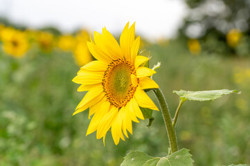 Environmental conservation with a field of wild sunflowers