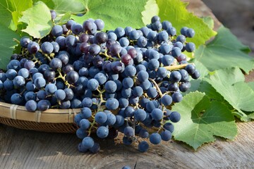Fresh blue grapes on wooden background close up