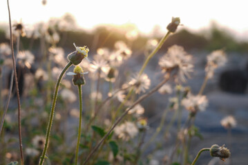 field of dandelions