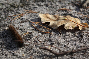 Raupe auf dem Herbstboden