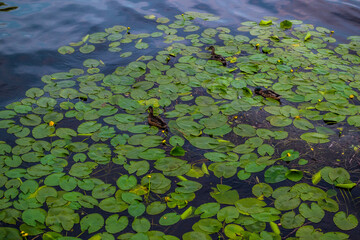 ducks swim in pond among green round leaves with yellow flowers. Sky is reflected in blue water with ripples. View from above. Summer landscape