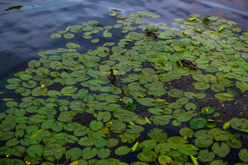 ducks swim in pond among green leaves of water lilies with yellow flowers. Sky is reflected in blue water with ripples. View from above. Overcast. Summer landscape